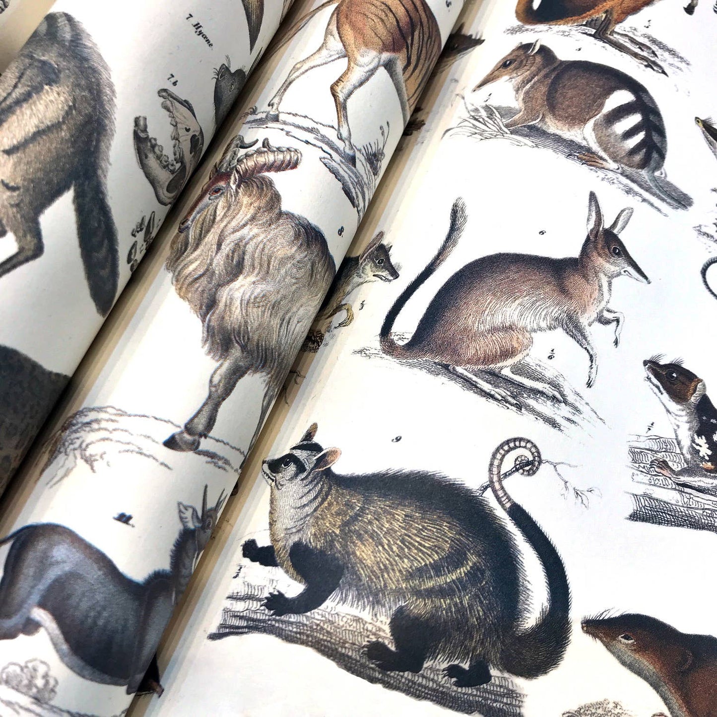 Pepin Press - Fauna Gift & Creative Paper Book