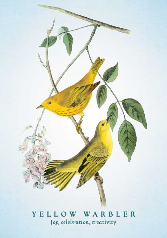Simon & Schuster - Spiritual Meaning of Birds Oracle Deck by Arin Murphy-Hiscock: Flashcards; 50 pages / English