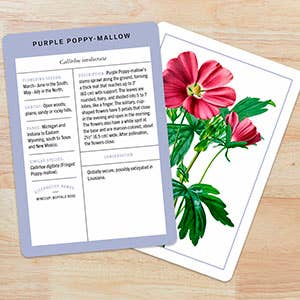 New York Botanical Garden Wildflower ID Flashcards - Stomping Grounds