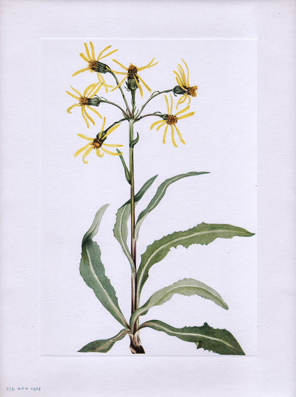 Mourning Groundsel (Senecio lugens Richardson) Notecard - Notecard - Stomping Grounds