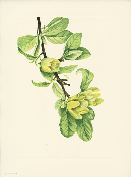 Yellow Cucumbertree - Print - Stomping Grounds