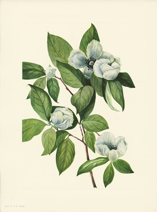 Virginia Stewartia - Print - Stomping Grounds
