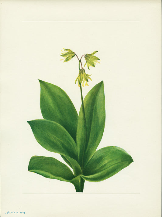 Bluebead - Print - Stomping Grounds