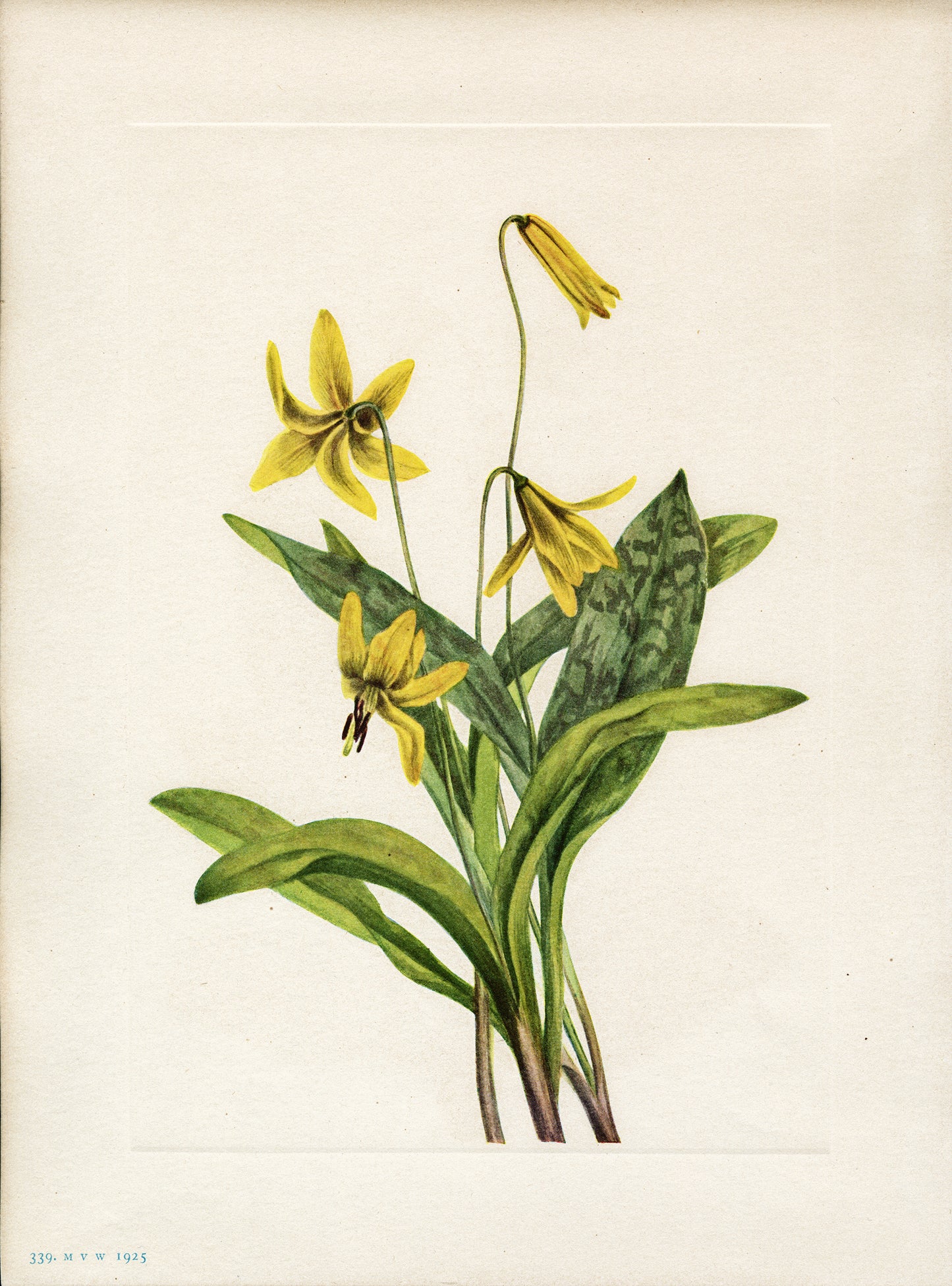 Yellow Troutlily - Print - Stomping Grounds