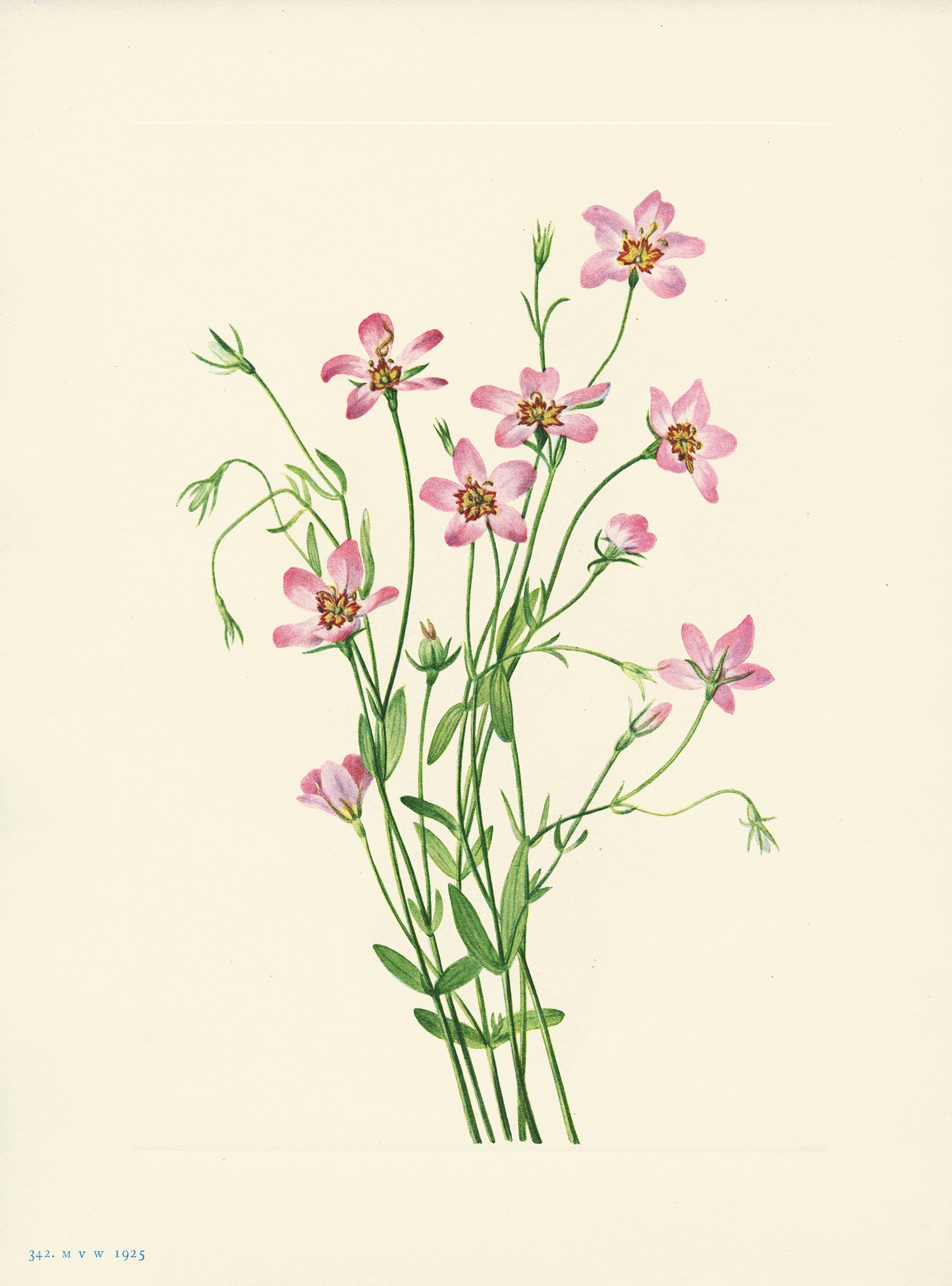 Saltmarsh Rosegentian - Print - Stomping Grounds