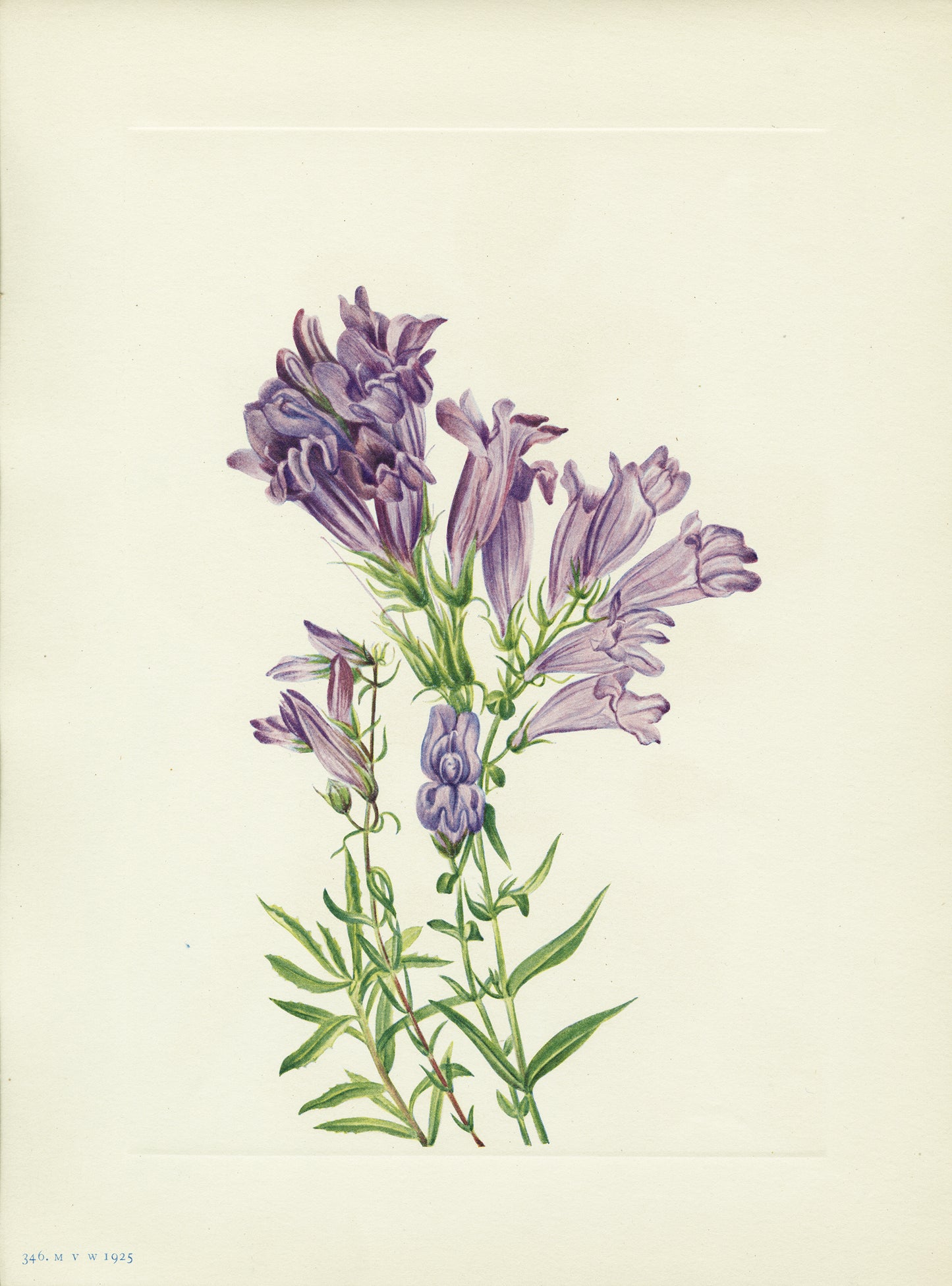 Purple Pentstemon - Print - Stomping Grounds