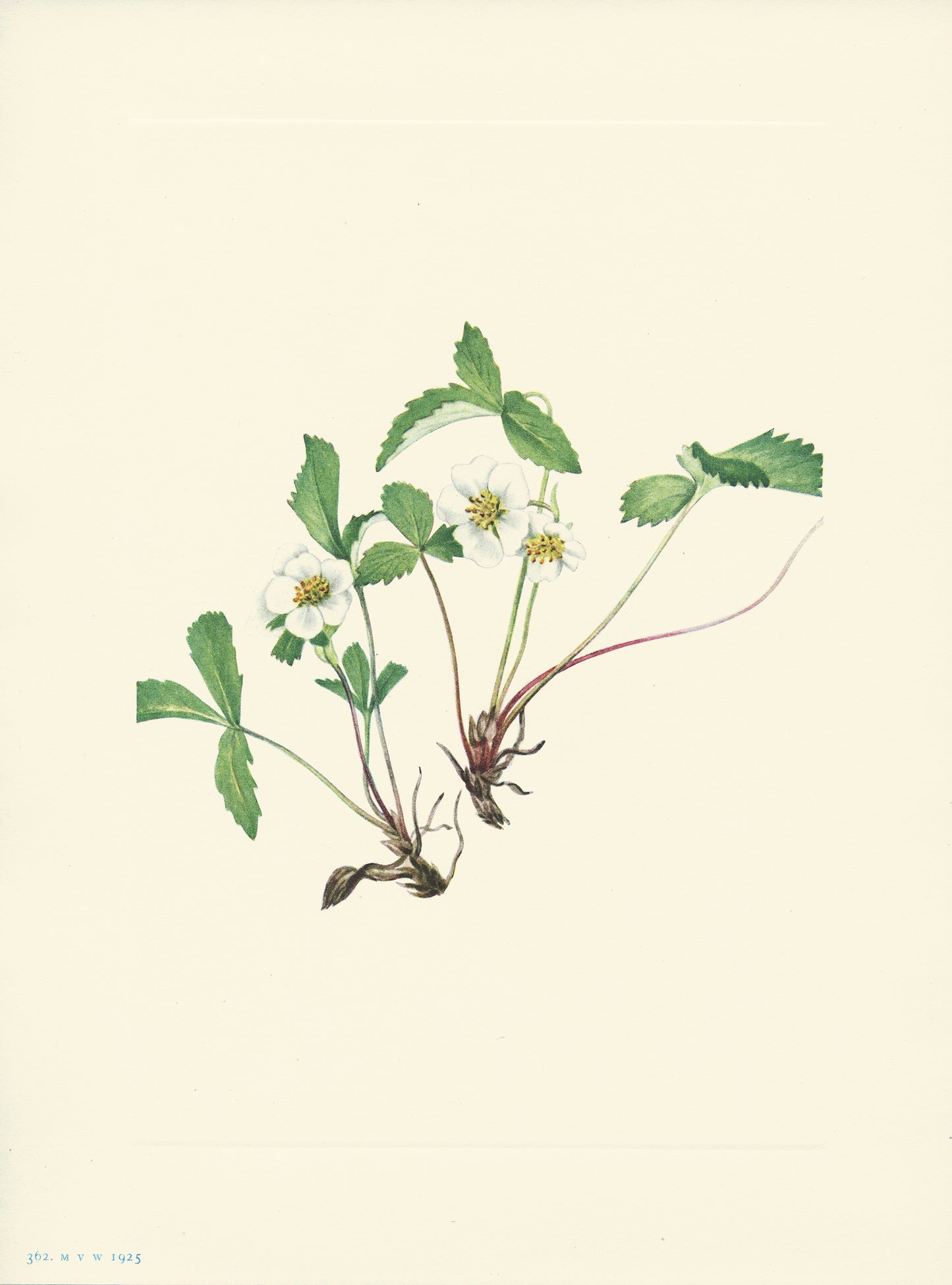Pale Strawberry - Print - Stomping Grounds