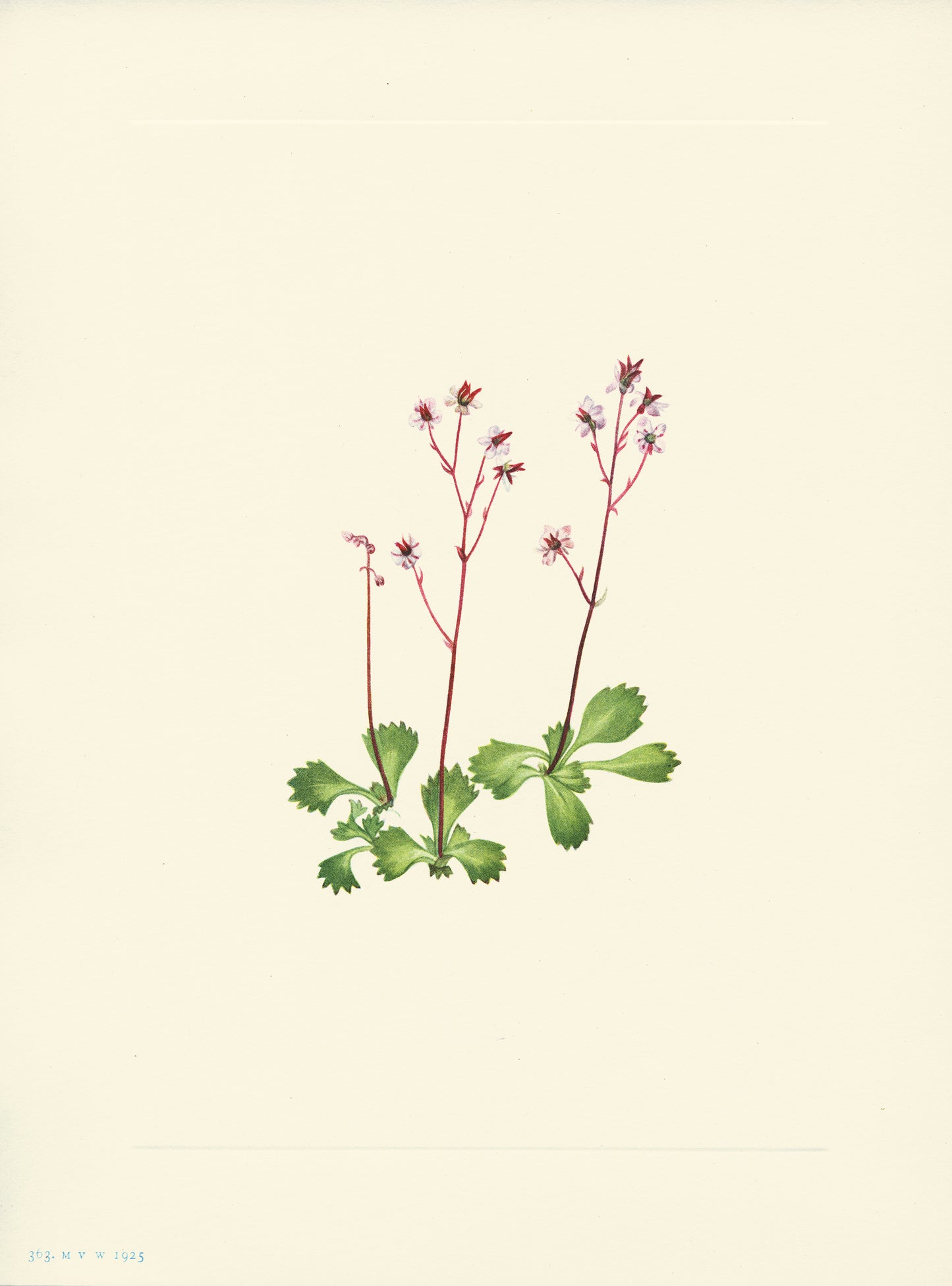 Redstem Saxifrage - Print - Stomping Grounds