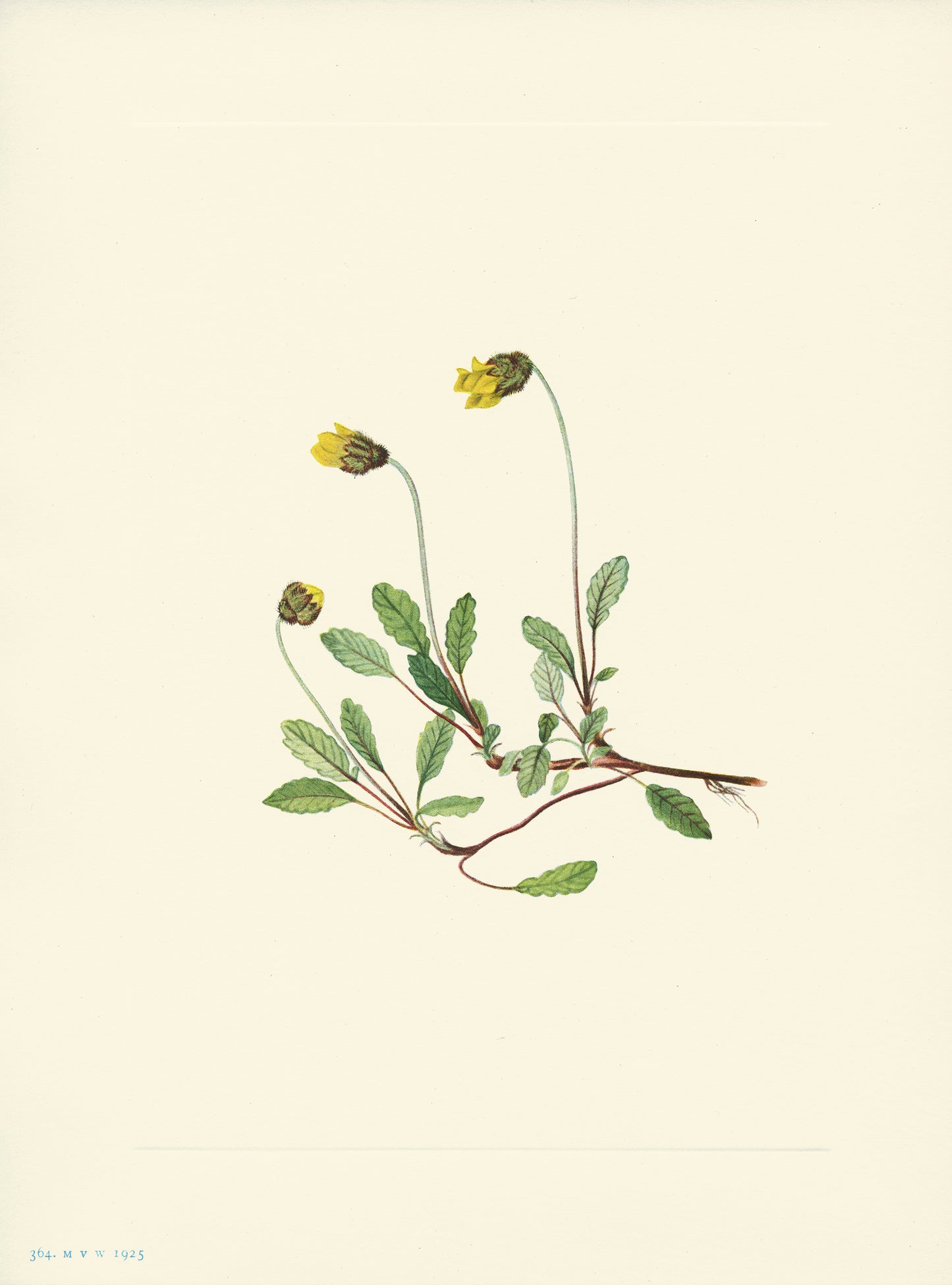 Yellow Dryad - Print - Stomping Grounds