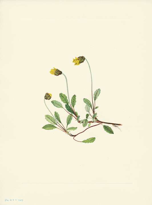 Yellow Dryad - Print - Stomping Grounds