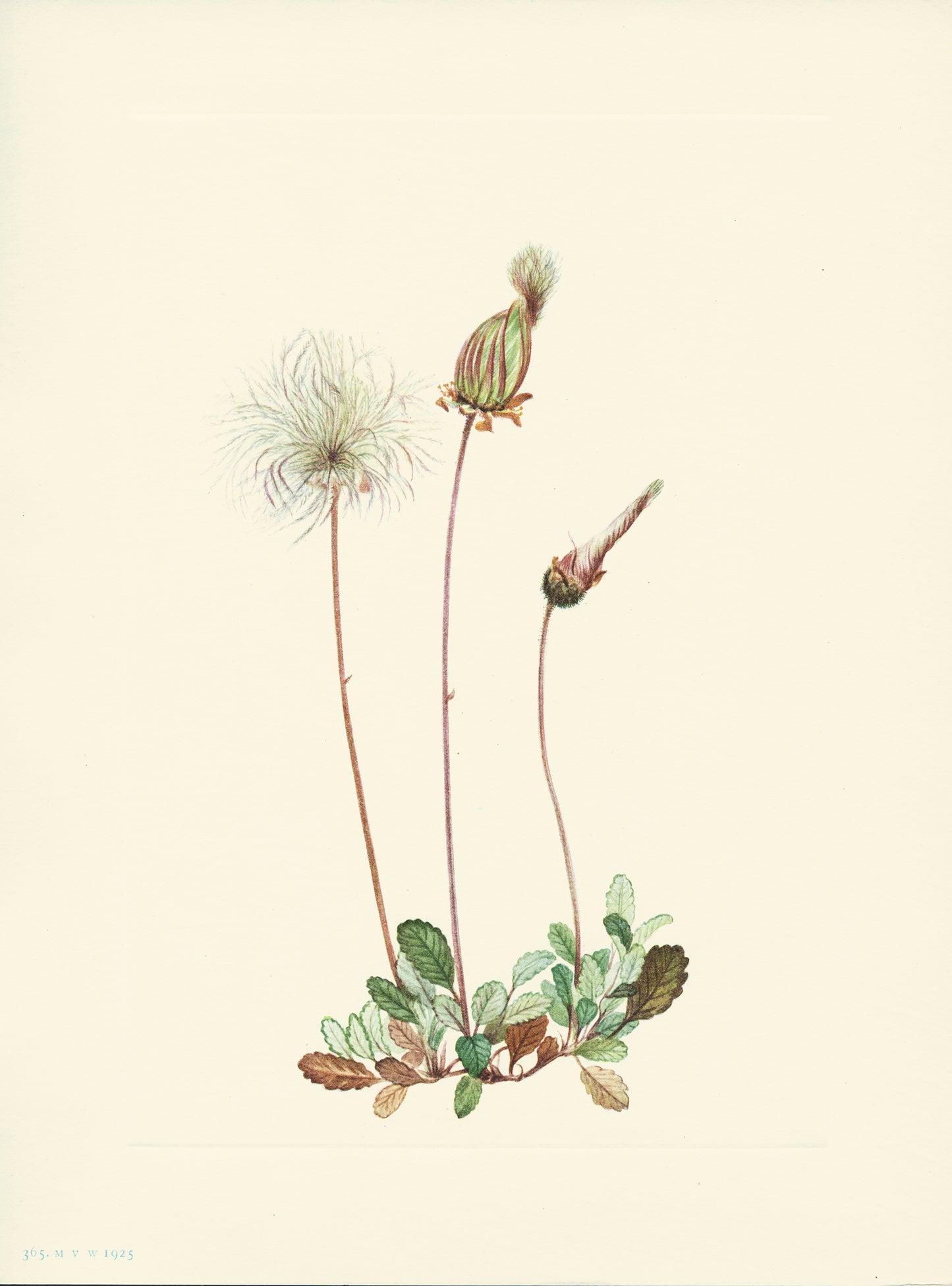 Yellow Dryad Fruit - Print - Stomping Grounds