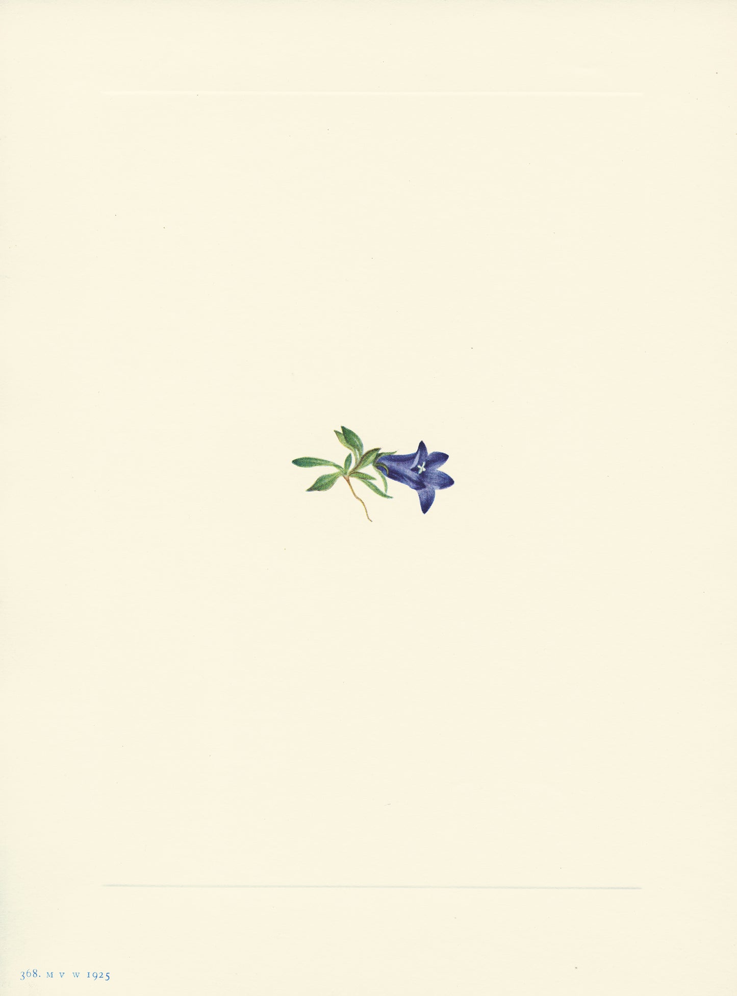 Alpine Harebell - Print - Stomping Grounds