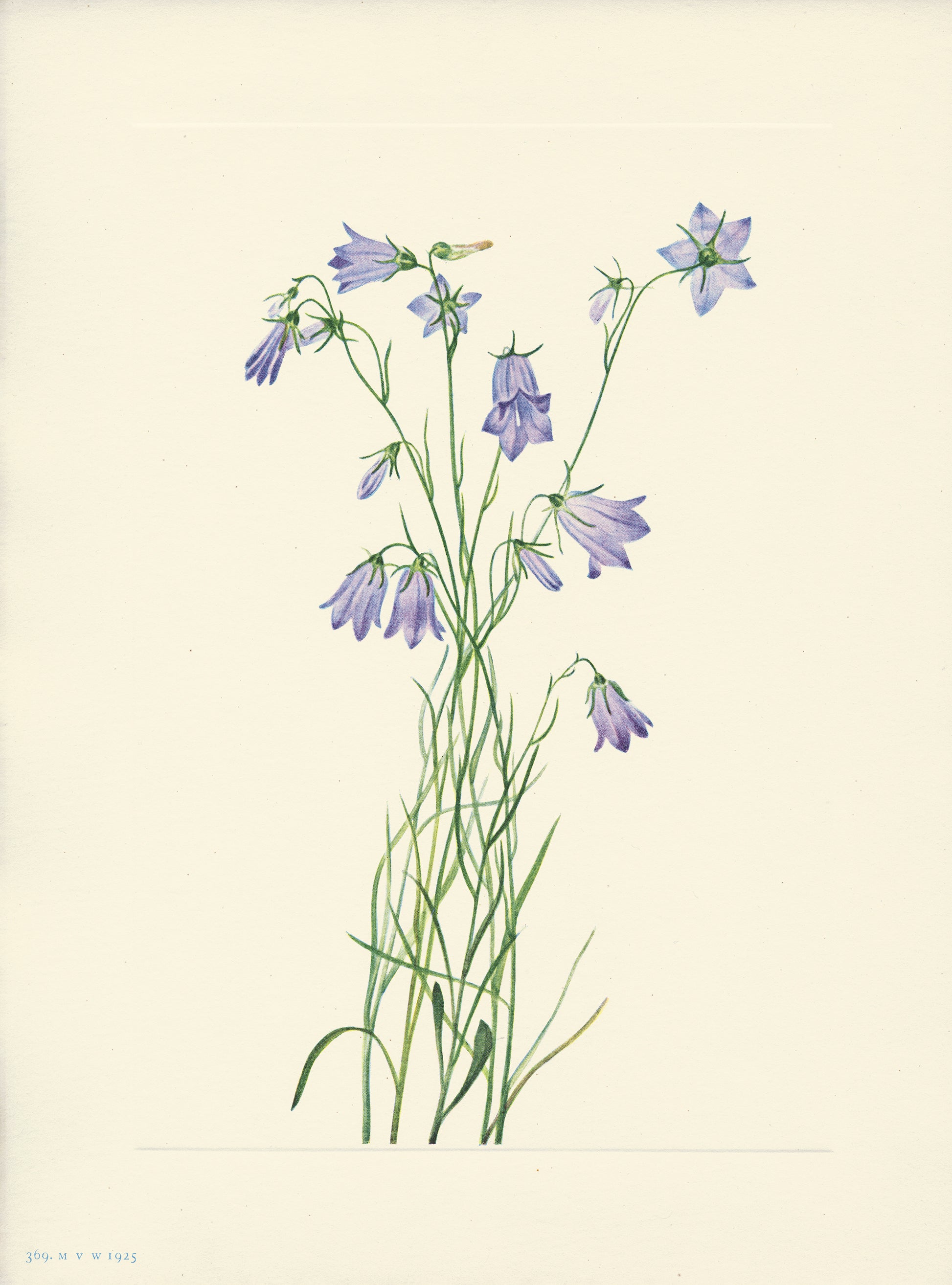 Harebell - Print - Stomping Grounds