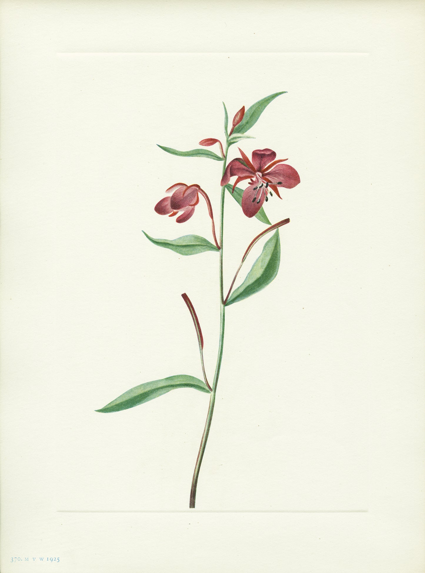 Red Willowweed - Print - Stomping Grounds