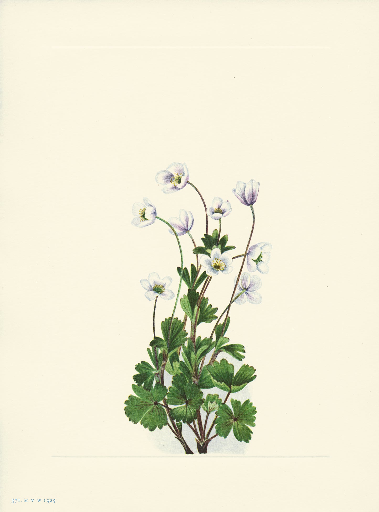 Northern Anenome - Print - Stomping Grounds