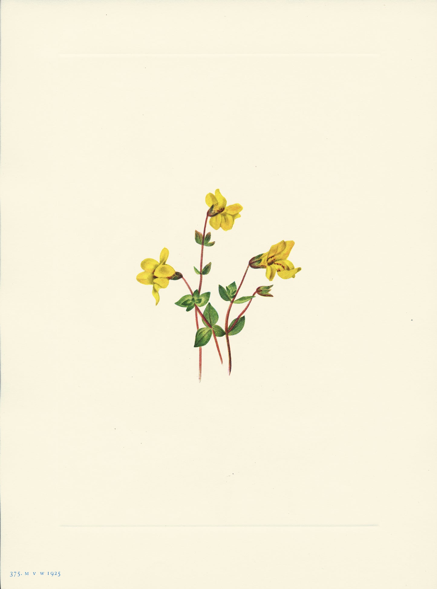 Alpine Monkey Flower - Print - Stomping Grounds