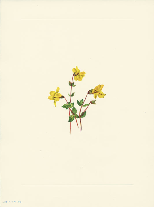 Alpine Monkey Flower - Print - Stomping Grounds