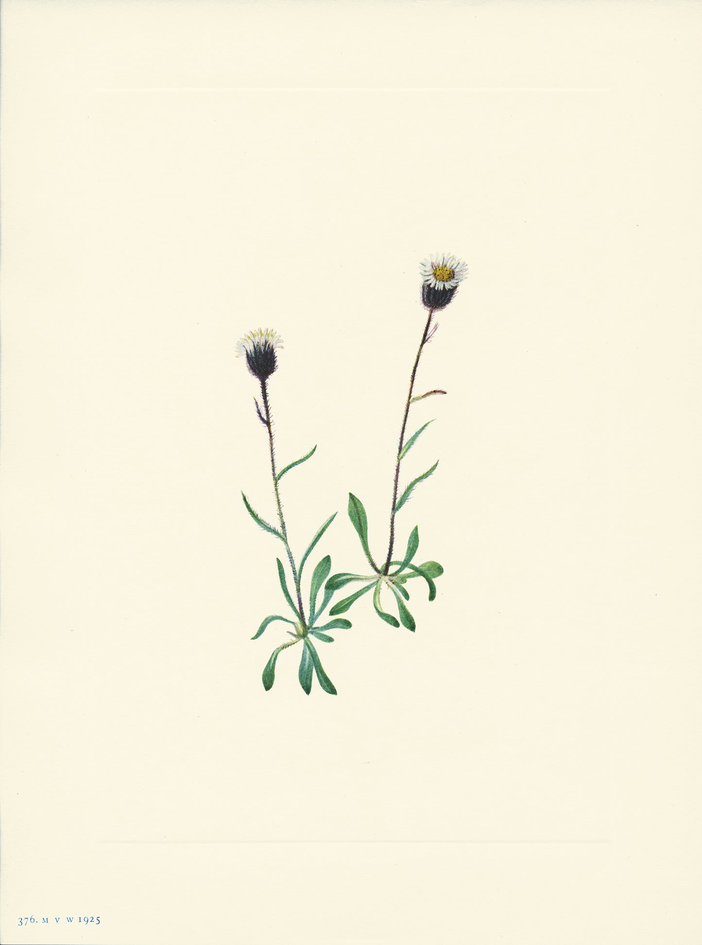 Aleutian Fleabane - Print - Stomping Grounds