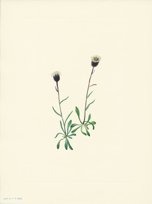 Aleutian Fleabane - Print - Stomping Grounds