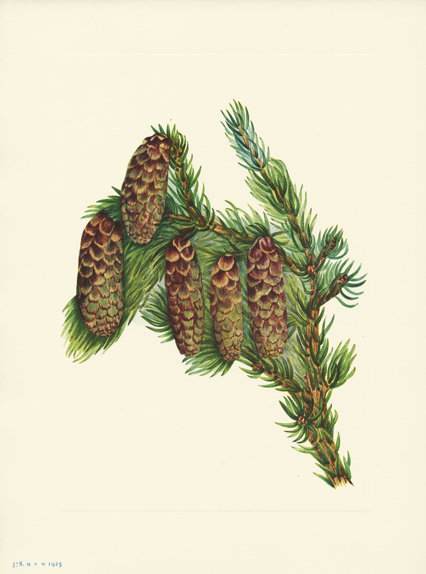 Engelmann Spruce - Print - Stomping Grounds