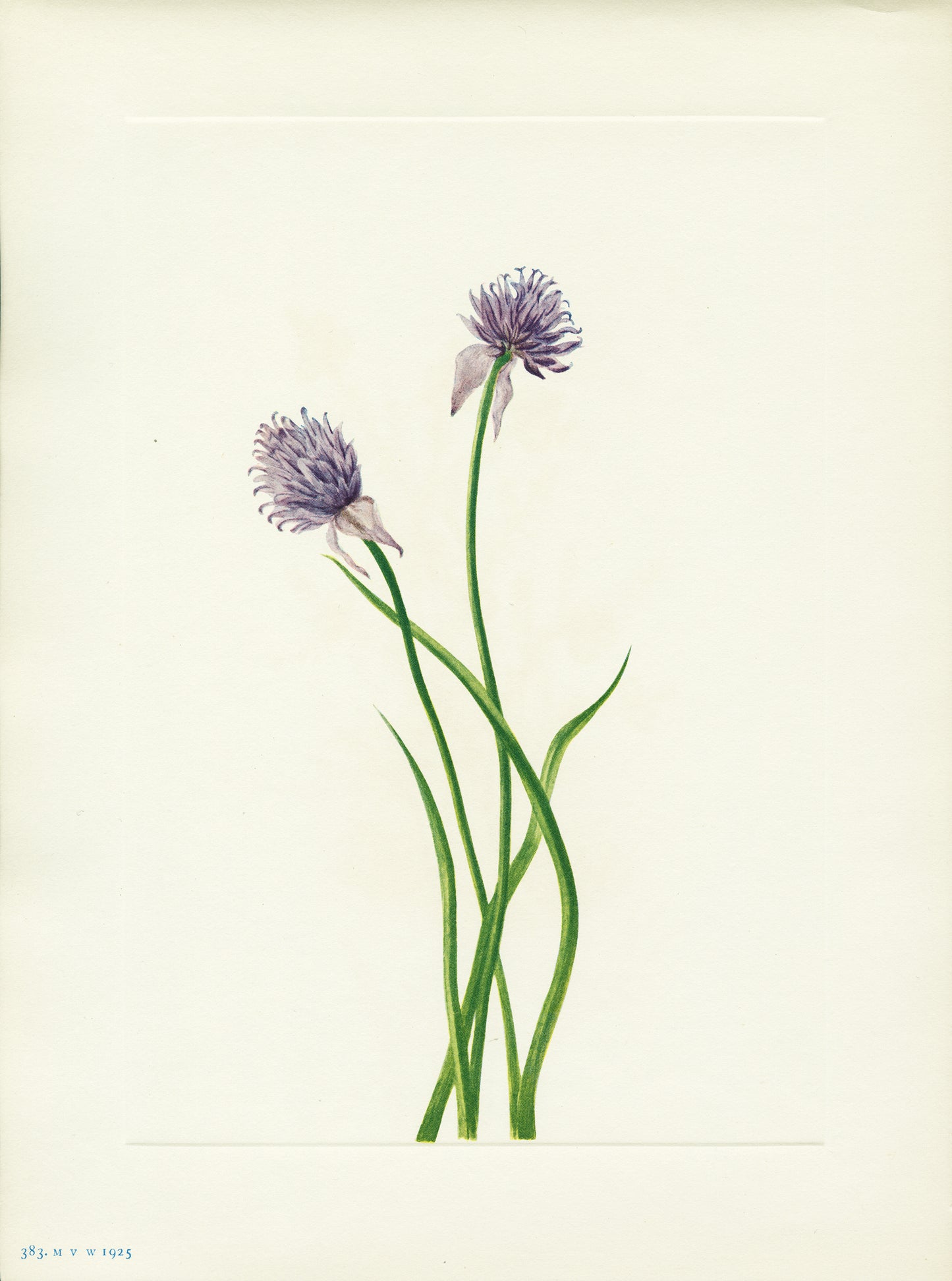 Siberian Onion - Print - Stomping Grounds