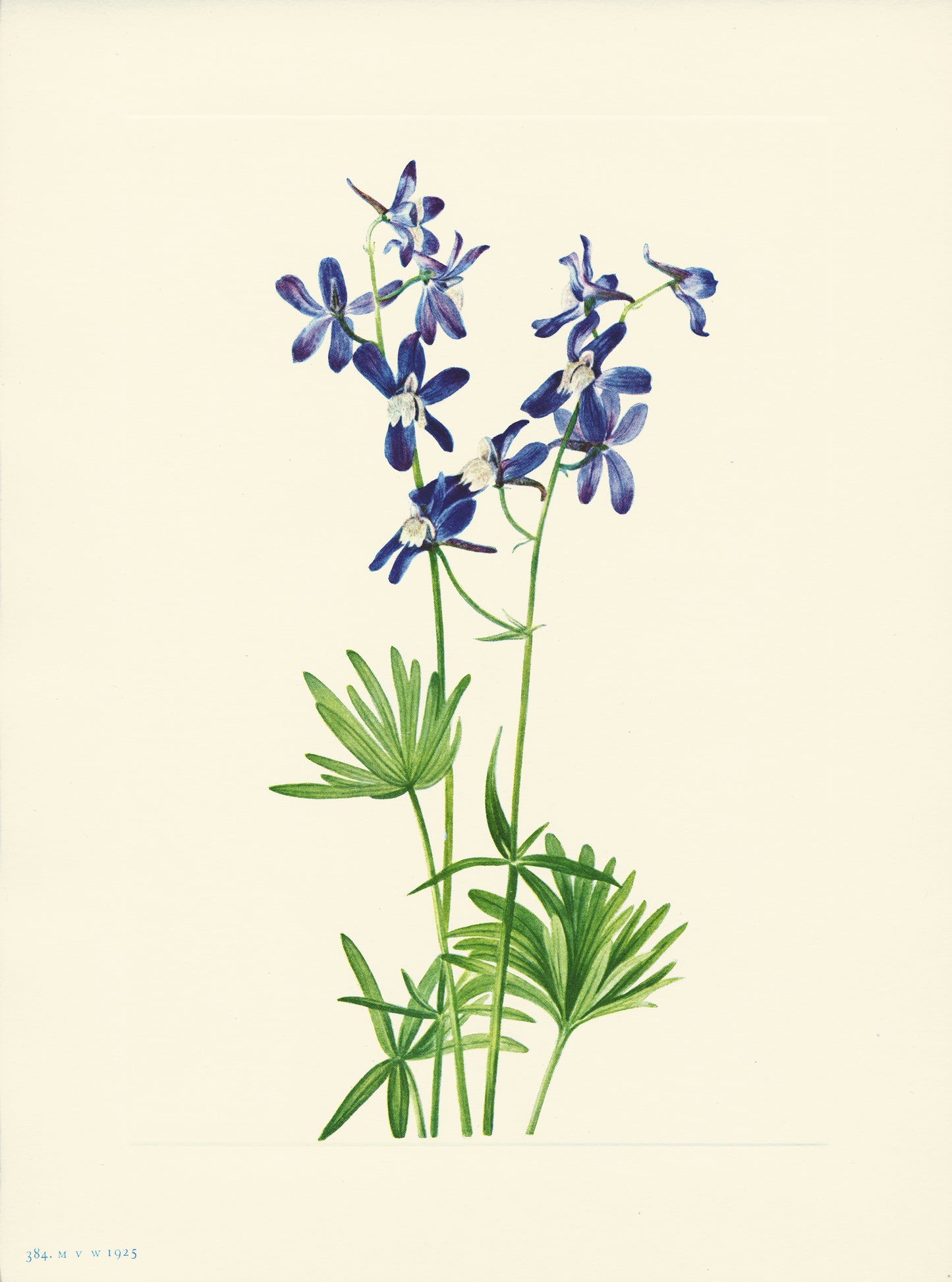 Slim Larkspur - Print - Stomping Grounds