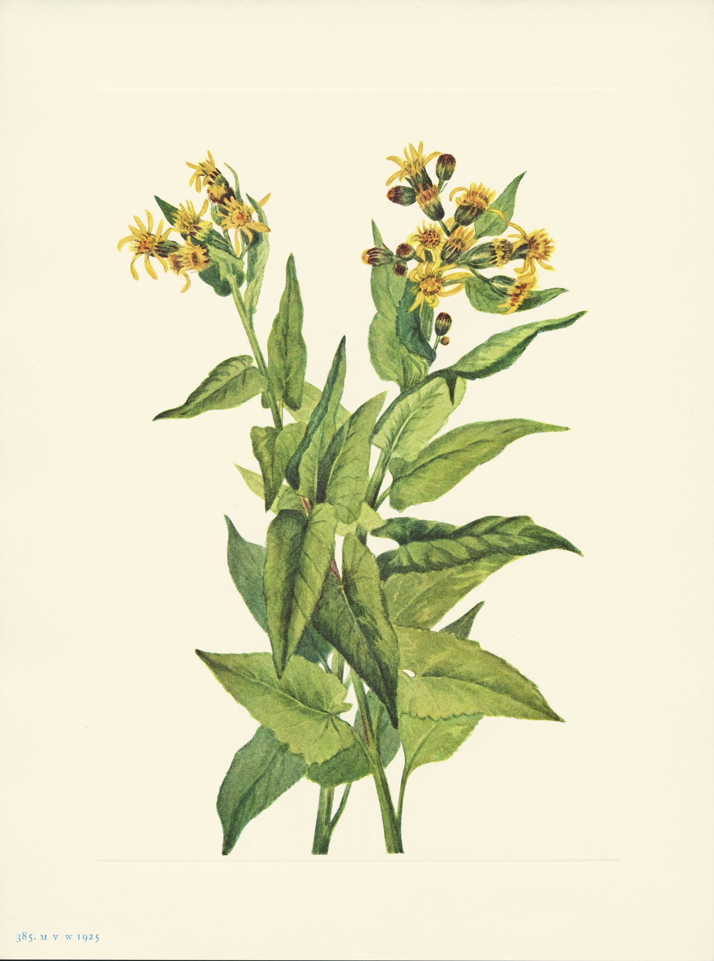 Arrowleaf Groundsel - Print - Stomping Grounds