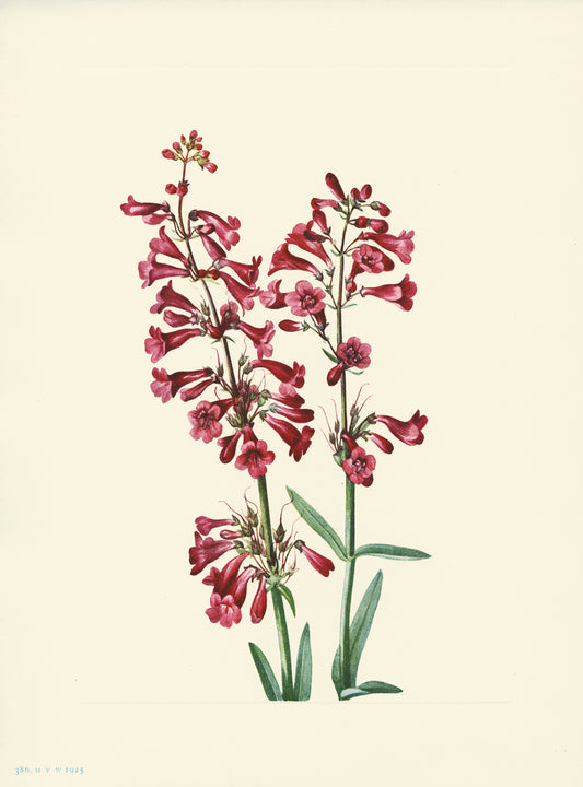 Wright Pentstemon - Print - Stomping Grounds