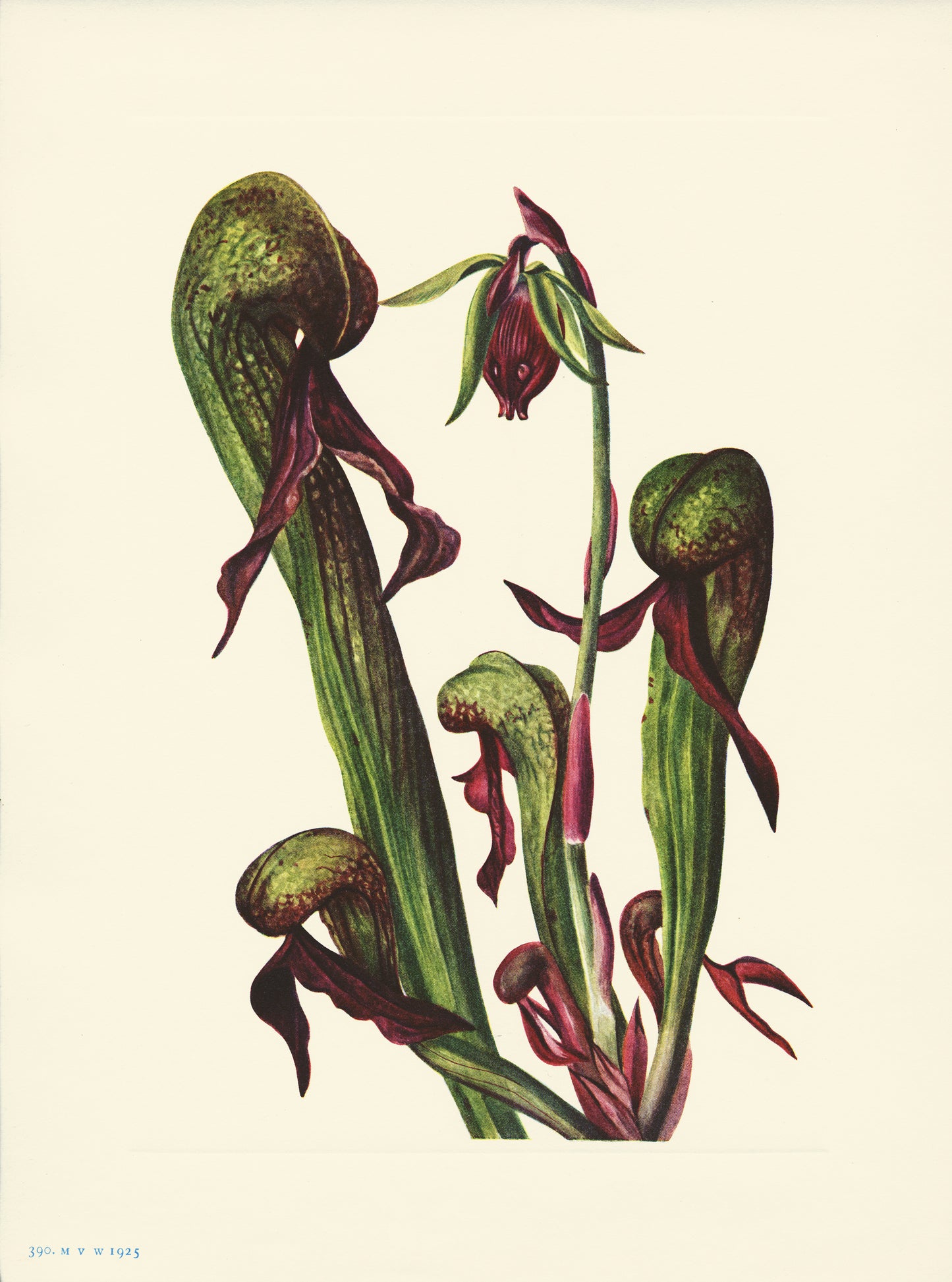 California Pitcherplant - Print - Stomping Grounds