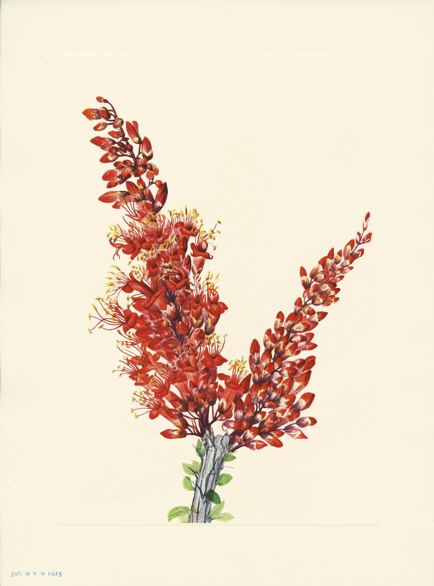 Ocotillo - Print - Stomping Grounds