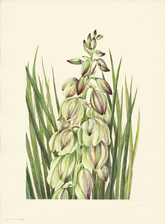 Yucca - Print - Stomping Grounds