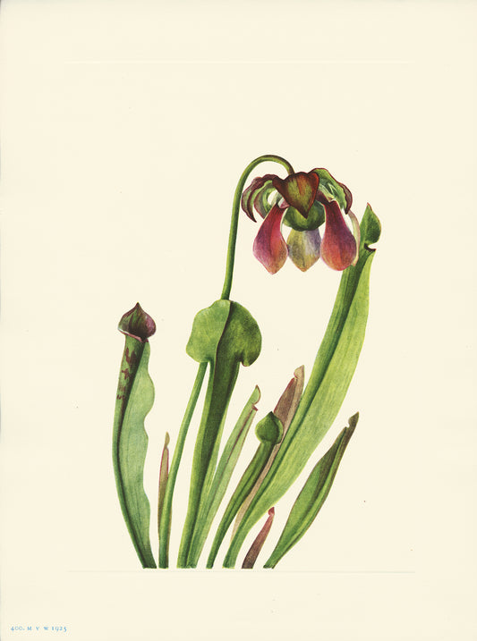 Catesby Pitcherplant - Print - Stomping Grounds