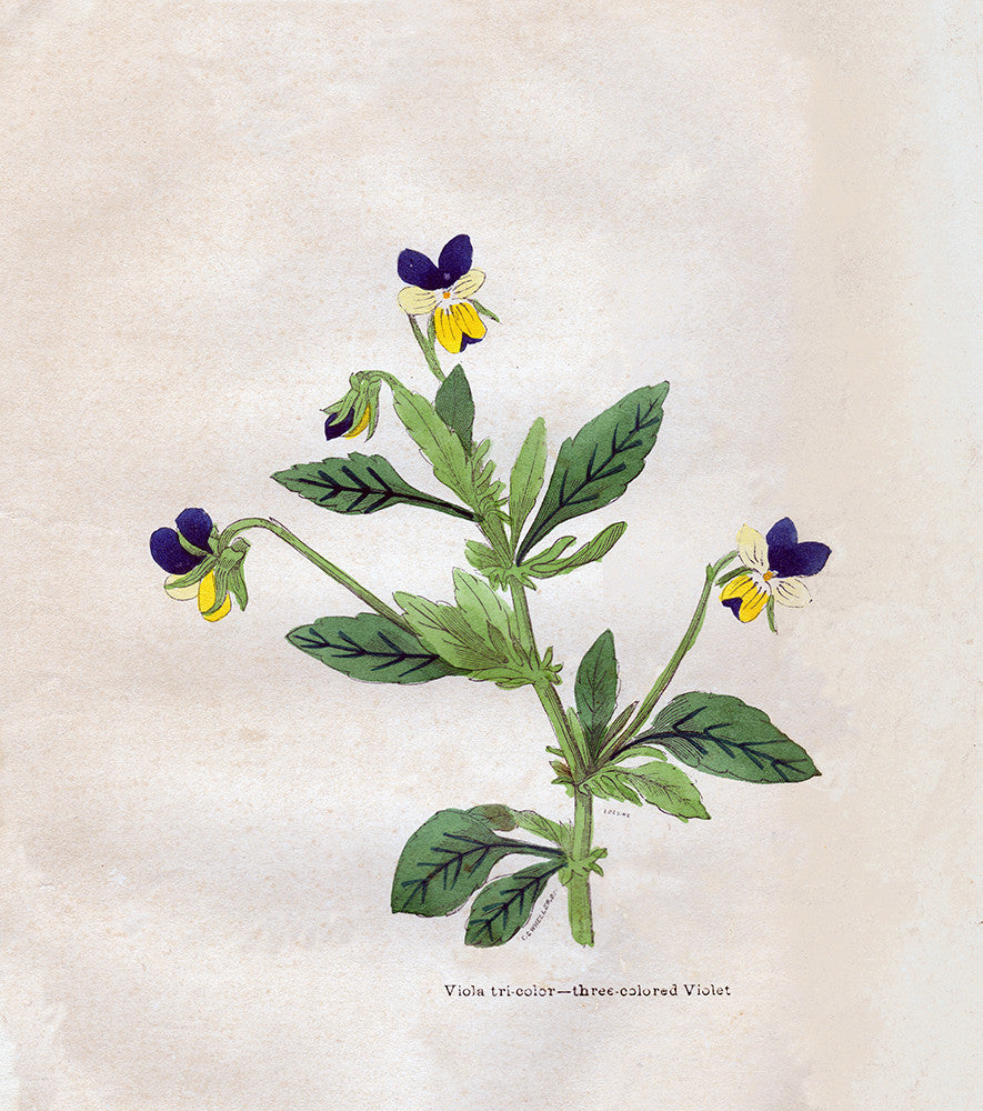 Viola Tri-Color – Three Colored Violet - Print - Stomping Grounds