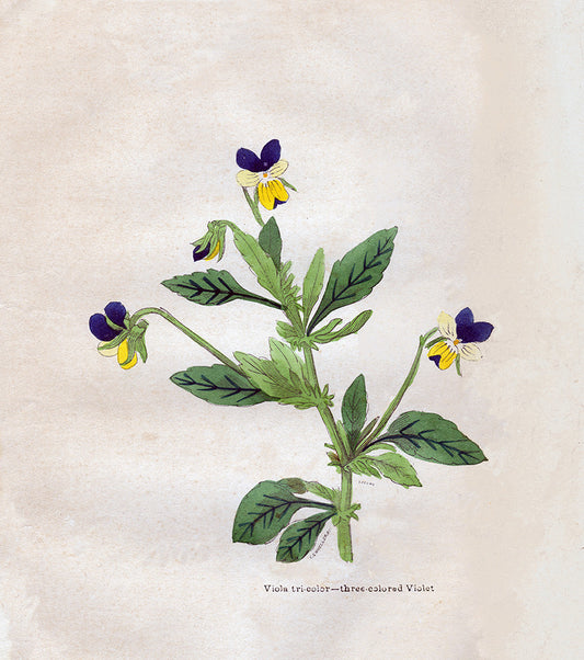 Viola Tri-Color – Three Colored Violet - Print - Stomping Grounds