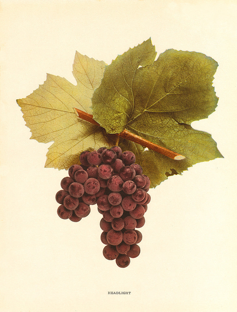 Headlight Grapes - Print - Stomping Grounds