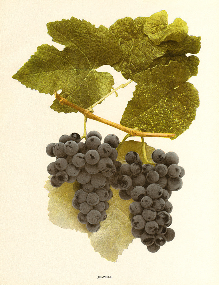 Jewell Grapes - Print - Stomping Grounds