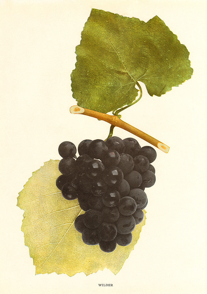 Wilder Grapes - Print - Stomping Grounds