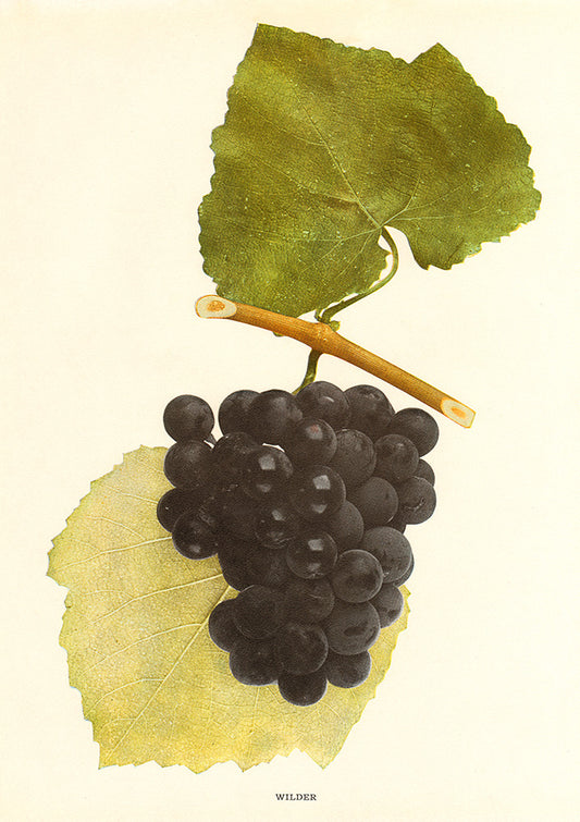Wilder Grapes - Print - Stomping Grounds