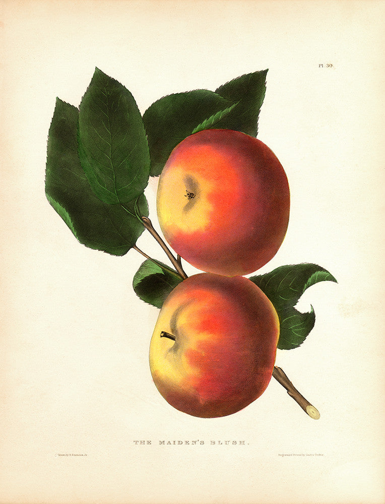 The Maiden's Blush - Print - Stomping Grounds