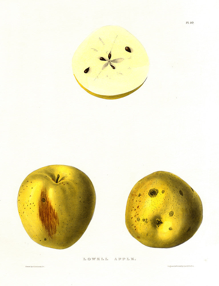 Lowell Apple - Print - Stomping Grounds