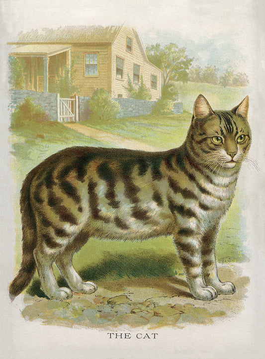 The Cat - Print - Stomping Grounds