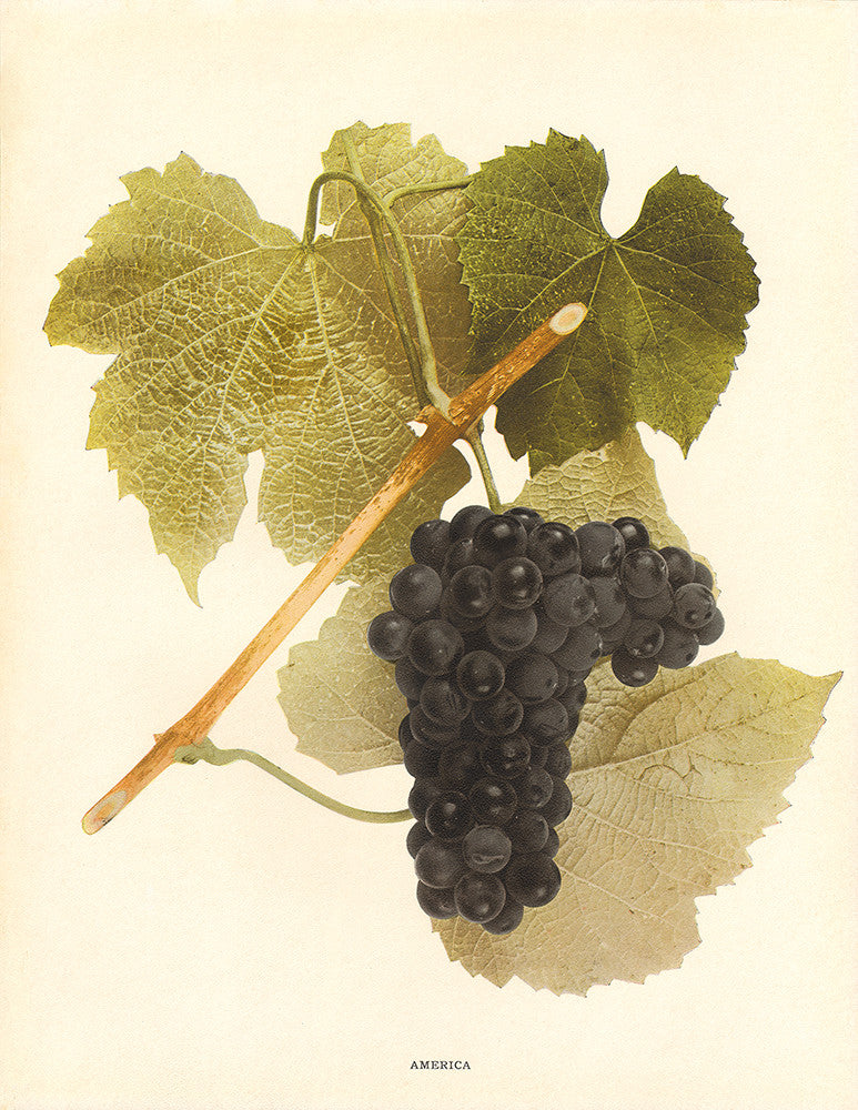 America - Print - Stomping Grounds