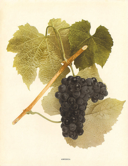 America - Print - Stomping Grounds