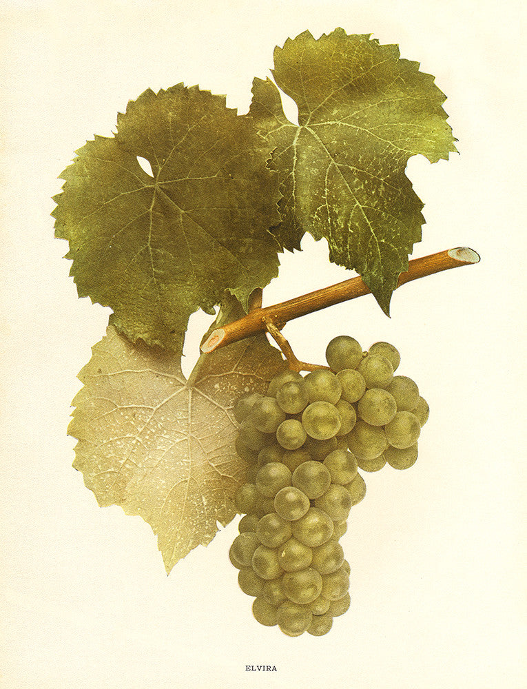 Elvira - Print - Stomping Grounds