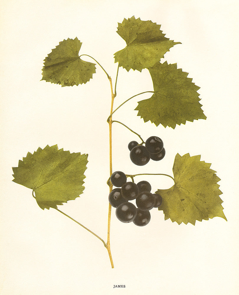 James- Grapes of New York - Print - Stomping Grounds