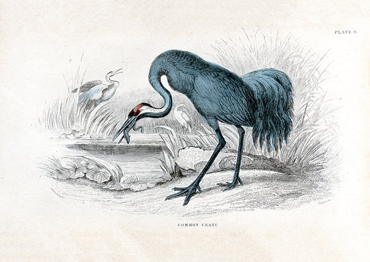 Common Crane - Print - Stomping Grounds