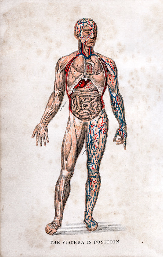 The Viscera in Position - Print - Stomping Grounds