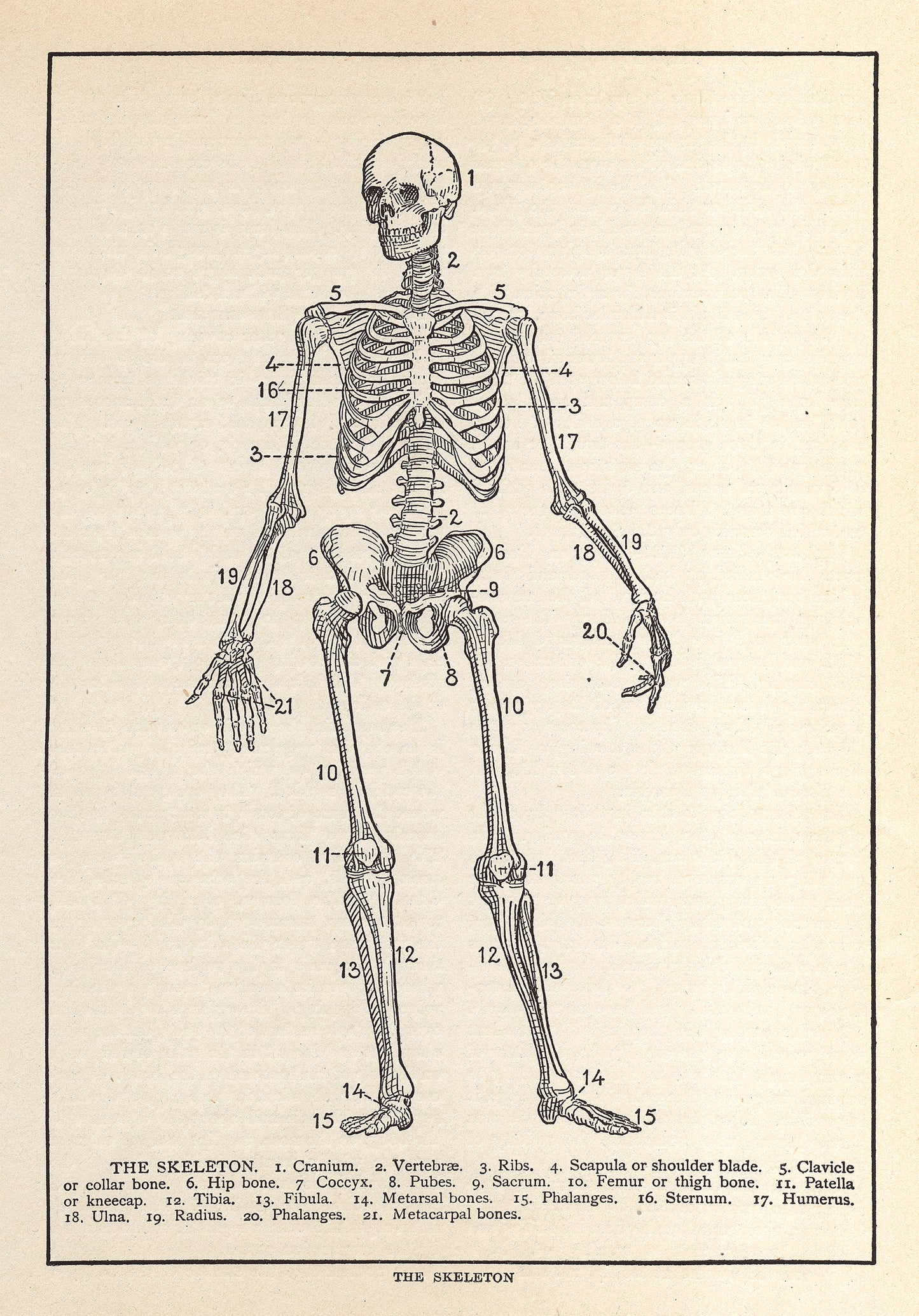 The Skeleton - Print - Stomping Grounds