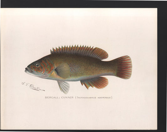 Bergall: Gunner - Print - Stomping Grounds