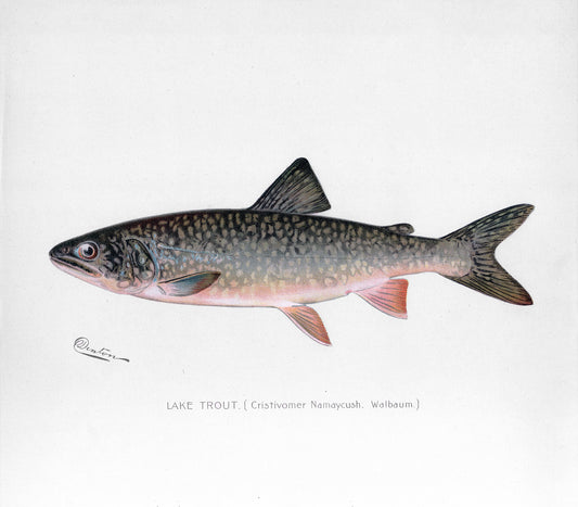 Lake Trout